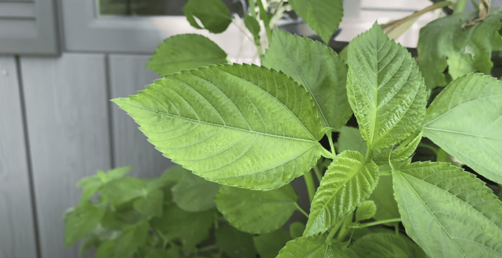 Egyptian spinach leafy green in summer